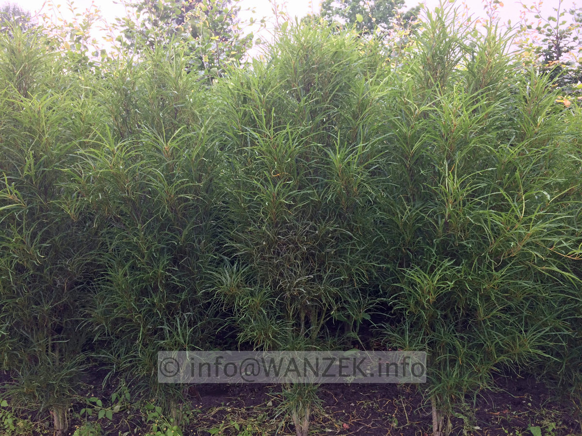 Rhamnus frangula Fine Line 02 als Reihe.jpg